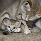 Illustration for article titled Monday Kitten Cuteness - Triple Dose!